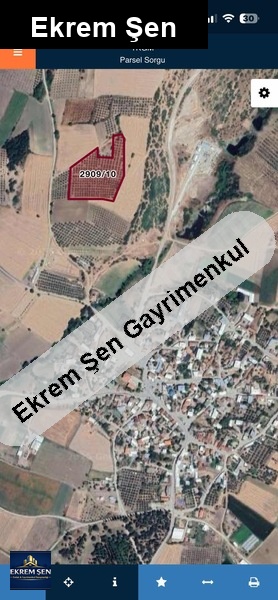 yeni yenice zeytinlik