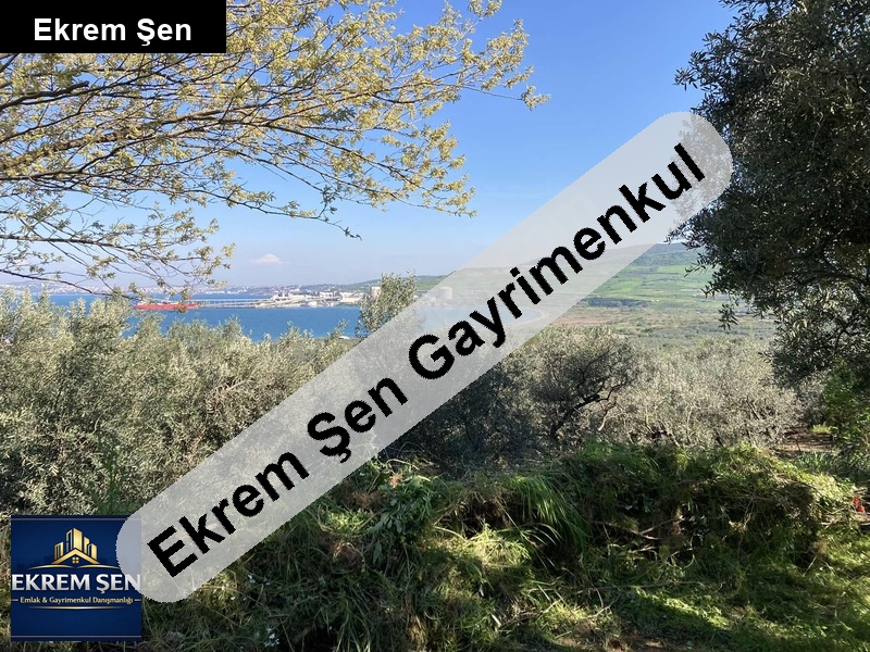 erdek aşağıyapıcı'da deniz manzaralı zeytinlik