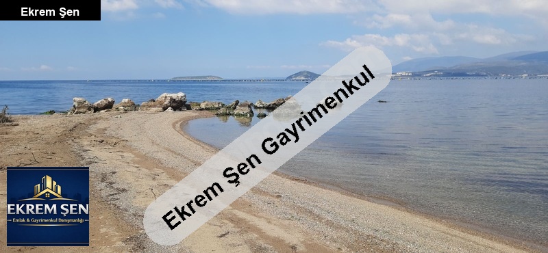 edincik-düzler yolu üzeri, sahile 150mt. satılık zeytinlik