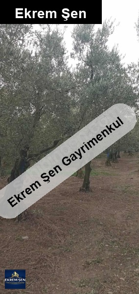 sahibinden satılık zeytinlik