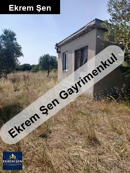sahibinden satılık zeytinlik