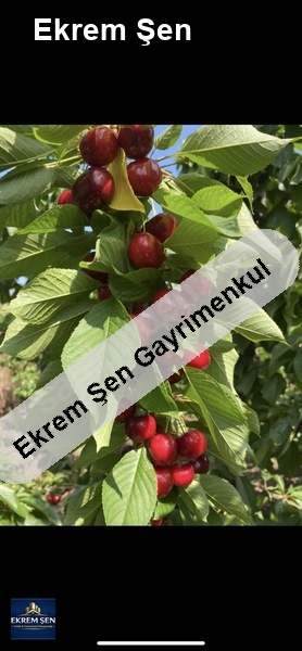 aci̇l | asfalt cepheli 3 yaş kiraz bahçesi | anadolu etap yanı