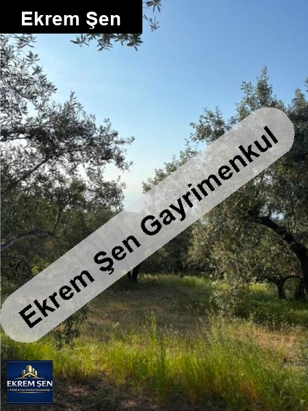 sahibinden bandirma şi̇ri̇nçavuş köyünde 6.314m2 bakımlı zeytinlik