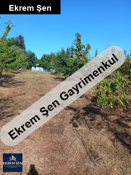 erikli de satılık meyve bahçesi