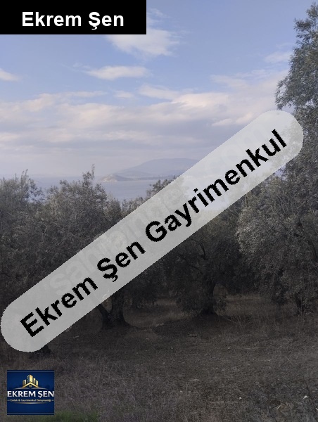 satılık zeytinlik