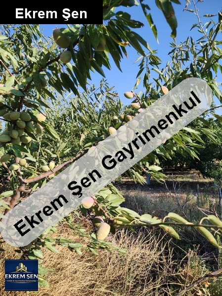 ceviz bahçesi