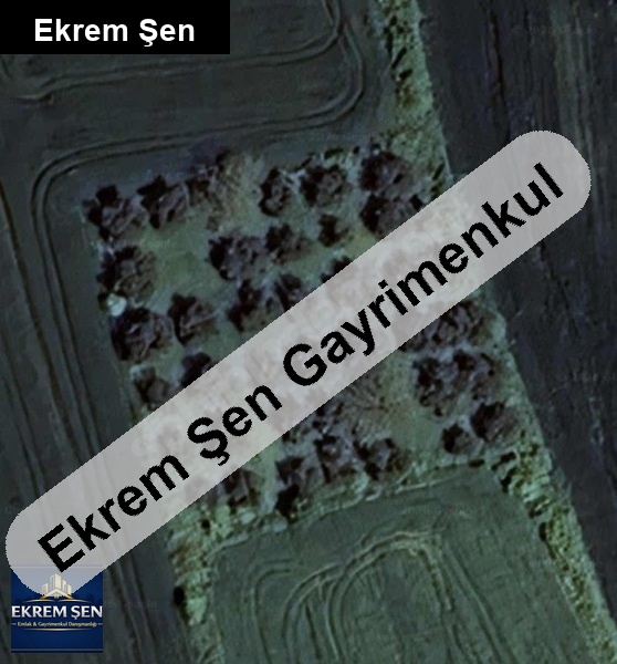 satılık zeytinlik