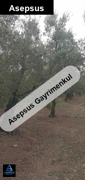 Asepsus Emlak'tan  narlı mh. 'sinde satılık arsa