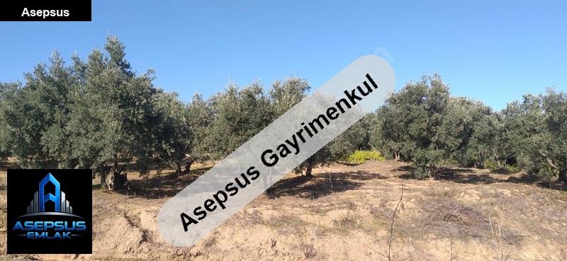 Asepsus Emlak'tan  hamamlı mh. 'sinde satılık arsa