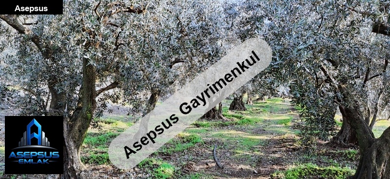 Asepsus Emlak'tan  hamamlı mh. 'sinde satılık arsa