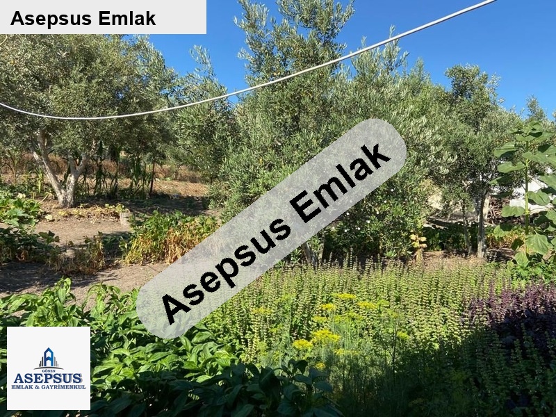 zeytin ağaçlarının huzurlu gölgesinde bahçeli müstakil ev