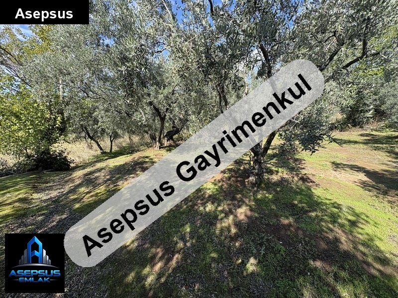 Asepsus Emlak'tan  zeytinli mah. 'sinde satılık arsa