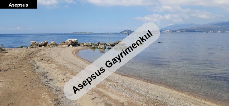 edincik-düzler yolu üzeri, sahile 150mt. satılık zeytinlik