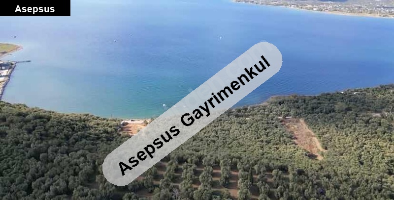 denize 100 metre sahibinden satılık zeytinlik