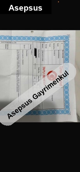 çok temi̇z hobi̇ bahçesi̇ ti̇pi̇nde bakimli zeyti̇nli̇k