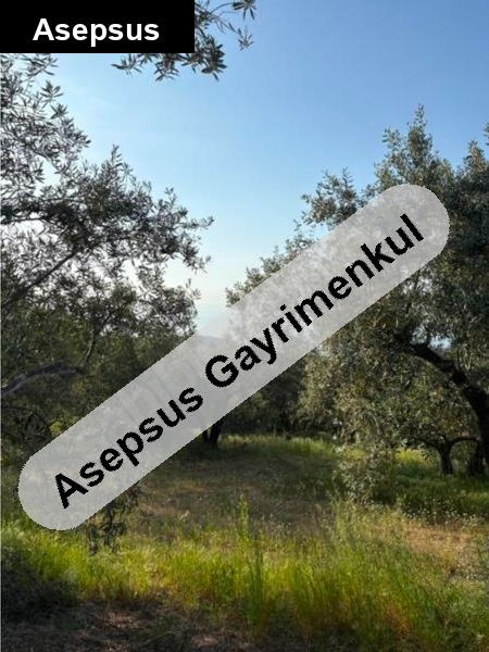 sahibinden bandirma şi̇ri̇nçavuş köyünde 6.314m2 bakımlı zeytinlik