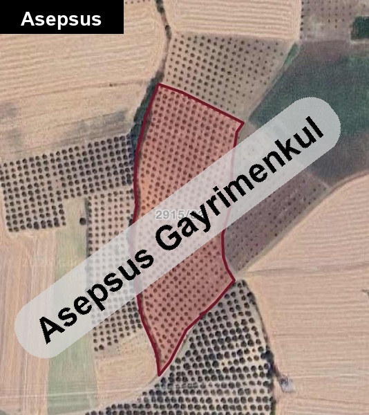 22 dönüm veri̇mli̇ zeyti̇nli̇k. bandirma balikesi̇r