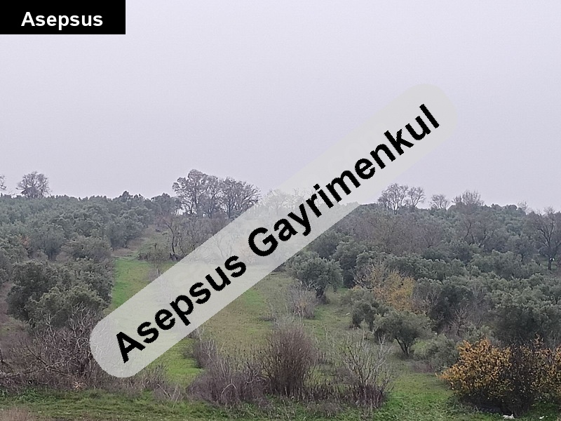 bağ vasıflı zeytinlik kuş cenneti gölü manzaralı