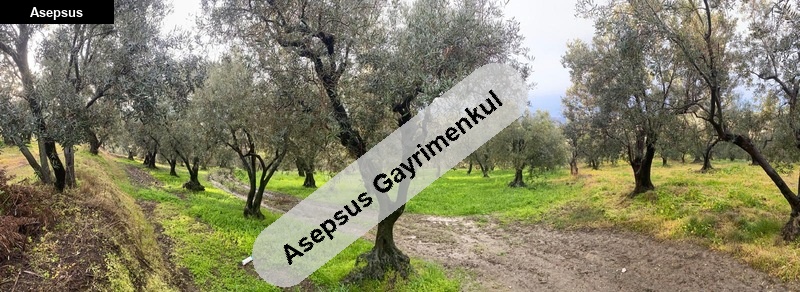 edincik satilik 652 m2 zeytinlik deniz manzarali