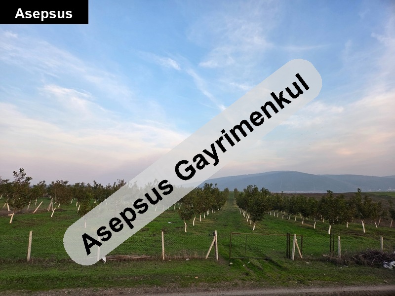 ruhsatı, sulaması ve elektriği olan yola çephe ceviz bahçesi