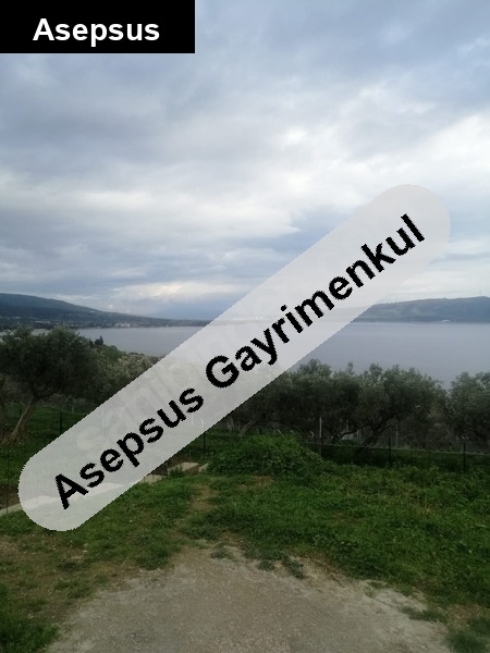 deni̇ze cephe 3 dönüm zeyti̇nli̇k