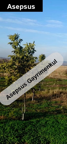 gönen.. gündoğan mah..cevi̇z tarlasi