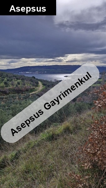 erdek tatlısu mahallesinde 4.845,34 m² satılık zeytinlik