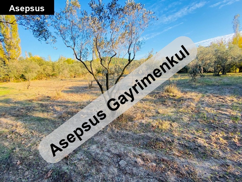 Deniz Manzaralı 2.5 Dönüm Zeytinlik – Erdek Alaettin’de Fırsat! 