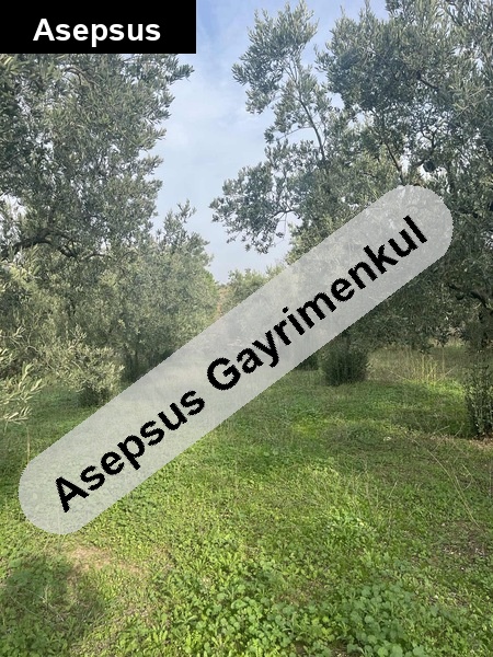 Yeniyenice Köy İçinde – 1.200 m² Zeytinlik | Tiny House & Ev Yapımına Uygun | Takaslı