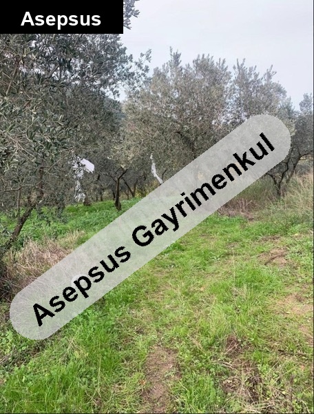 Erdek Turanlar’da Manzaralı Zeytinlik – 50 Çeşit Meyve ve Zeytin Ağacıyla 1.750 m2