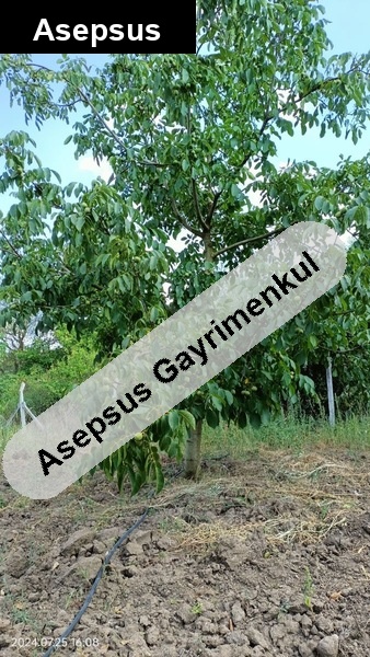 Balıkesir Merkez’e 7 dk! Verimli Ceviz Bahçesi + Traktör ve Ekipmanları Dahil