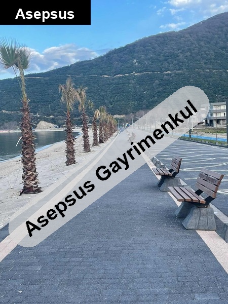 DENİZE YAKIN SATILIK ZEYTİNLİK – BALIKESİR / ERDEK / TURAN KÖYÜ 