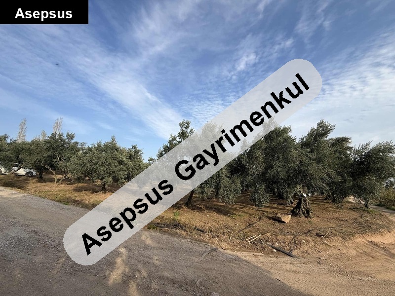 Erdek Hamamlı’da Muhteşem Köşe Başı Arazi – 3.218 m² Zeytinlik ve Dutluk